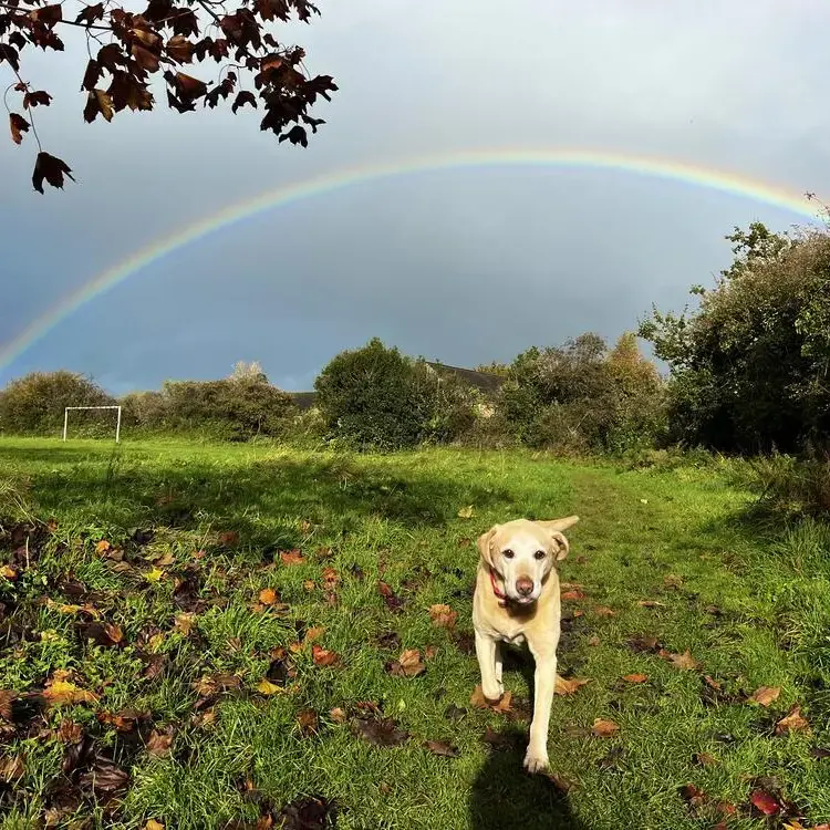 Labrador Retriever