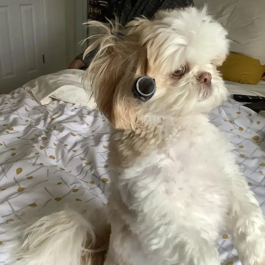 Shih Tzu