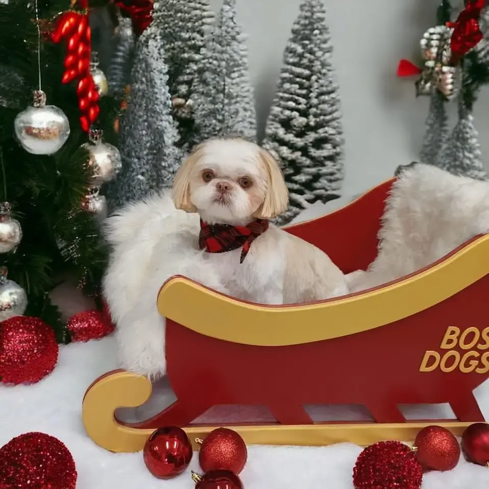 Shih Tzu