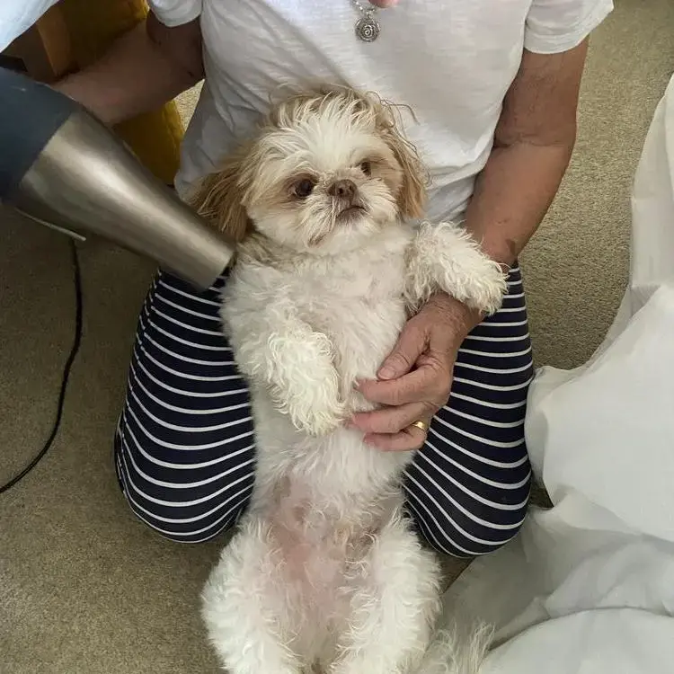 Shih Tzu