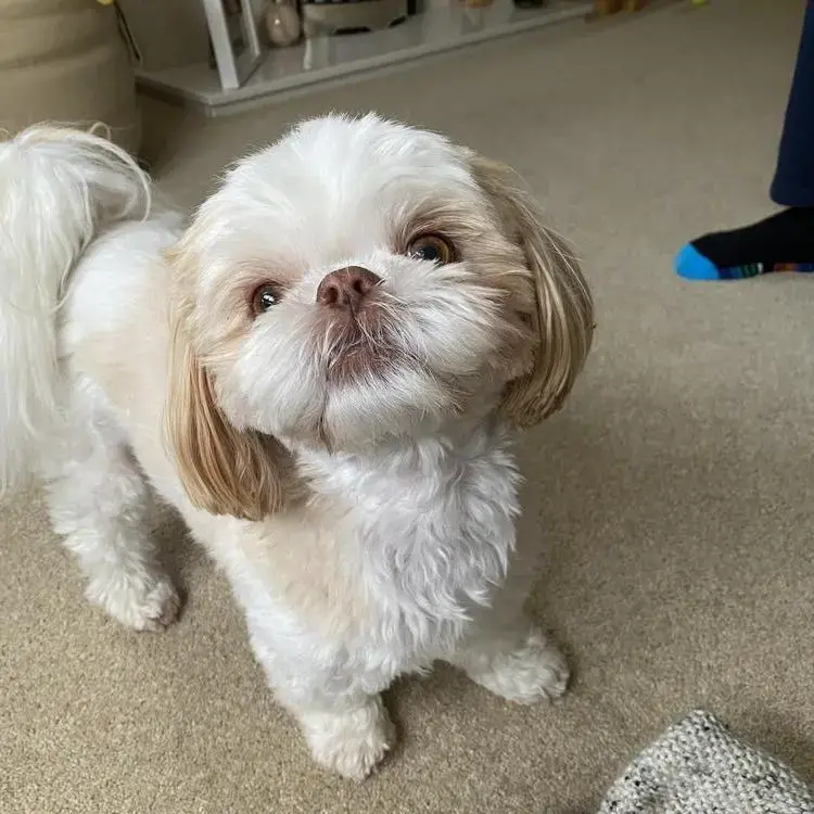 Shih Tzu