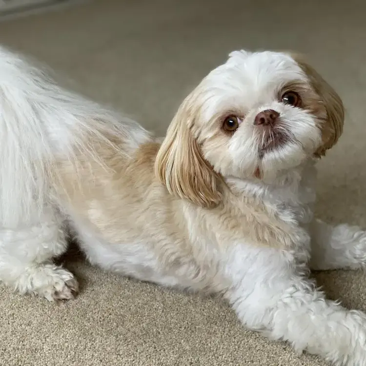 Shih Tzu