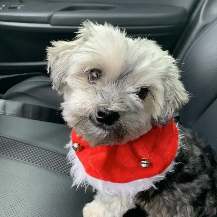 Morkie