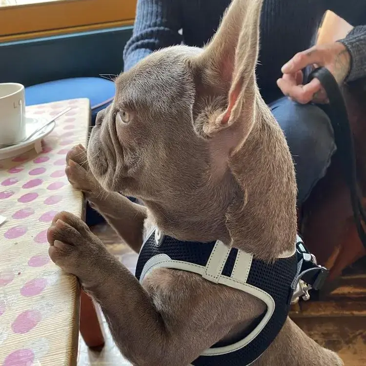 French Bulldog
