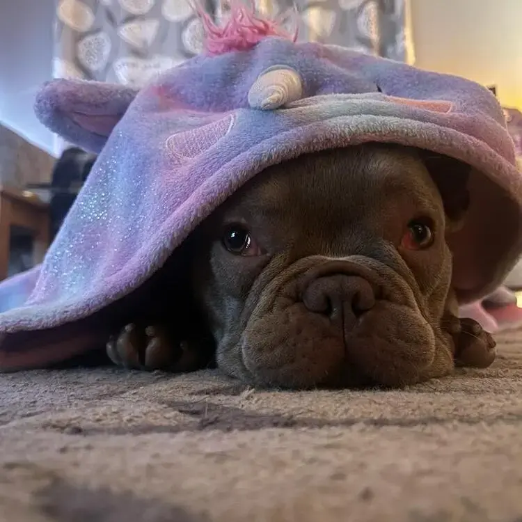 French Bulldog
