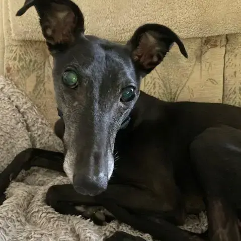 Greyhound