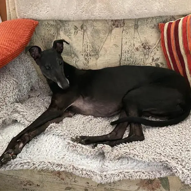 Greyhound