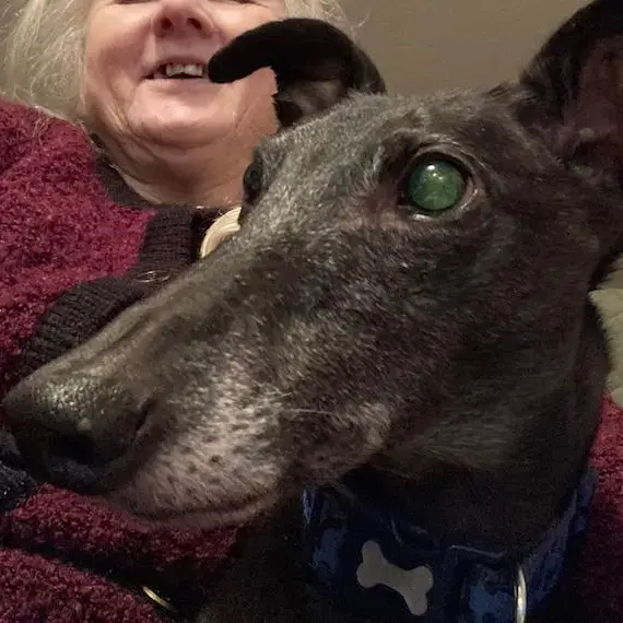 Greyhound