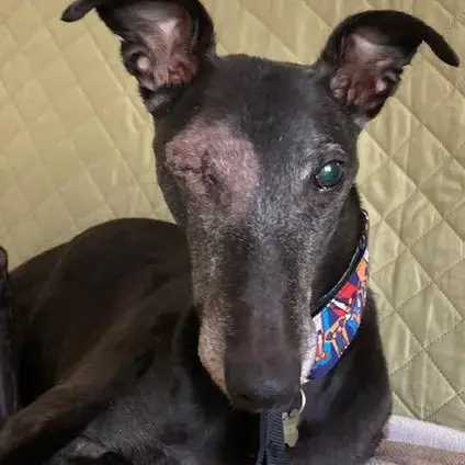Greyhound