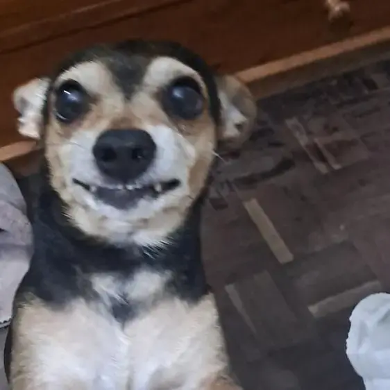 Miniature Pinscher