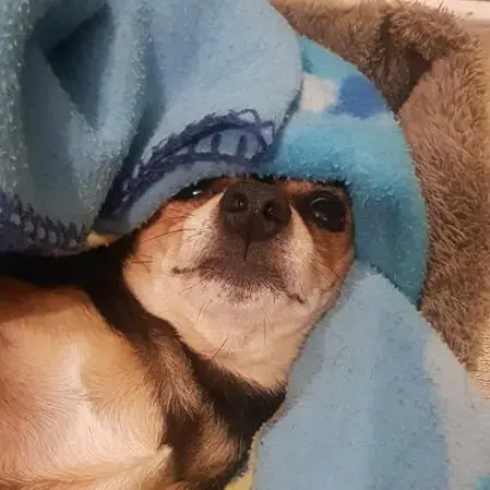 Miniature Pinscher