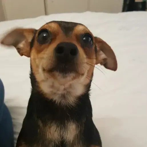 Miniature Pinscher