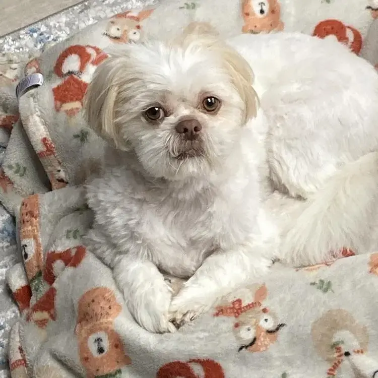 Shih Tzu