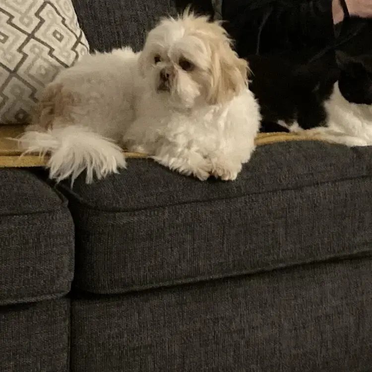 Shih Tzu