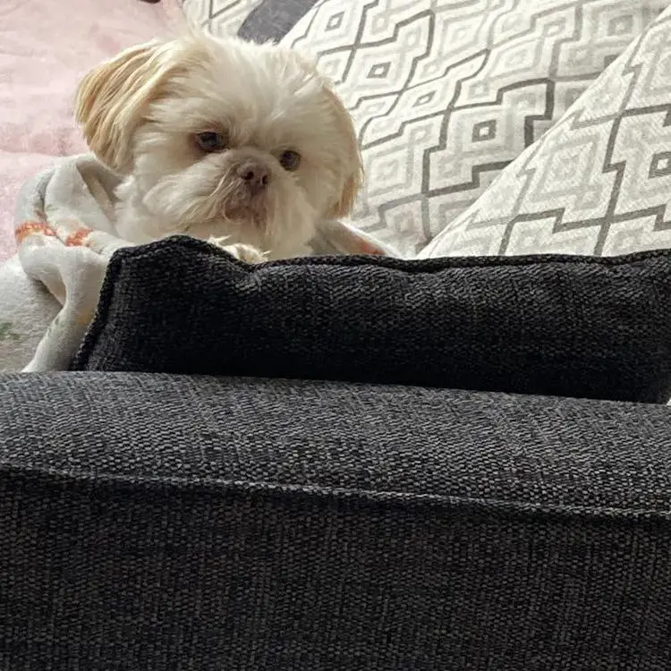Shih Tzu
