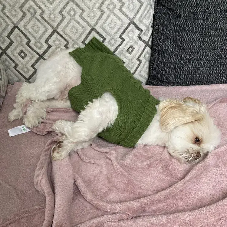 Shih Tzu
