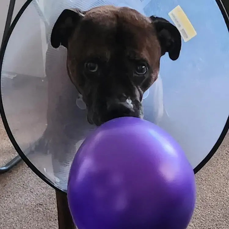 Boxer
