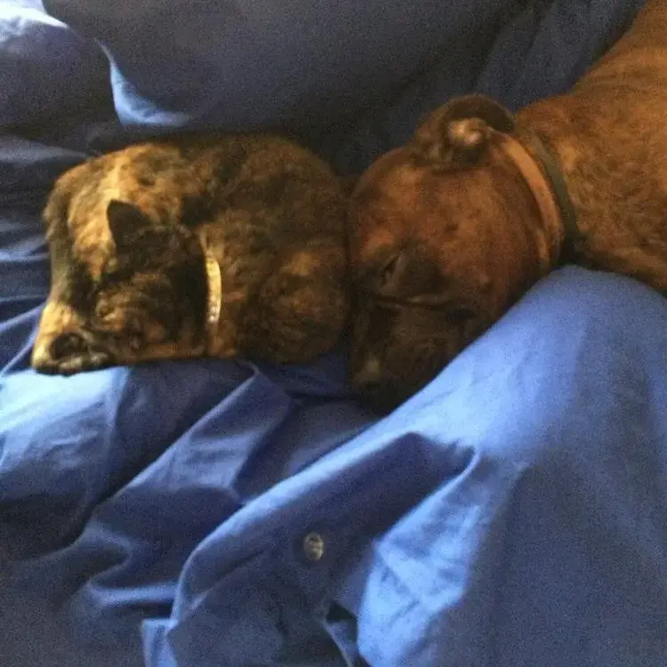 Boxer