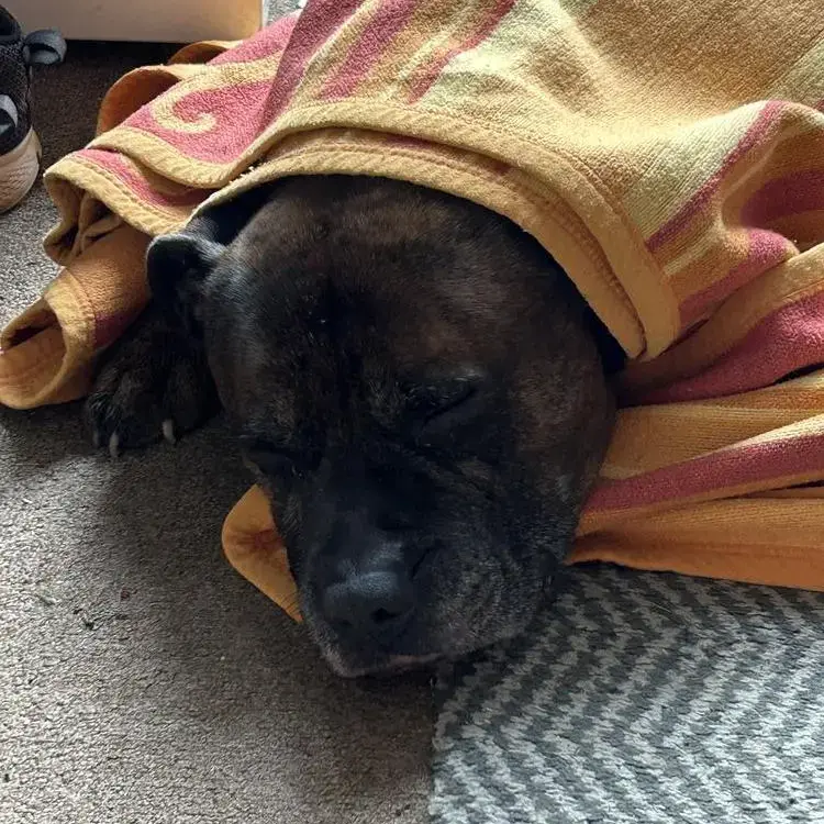 Boxer