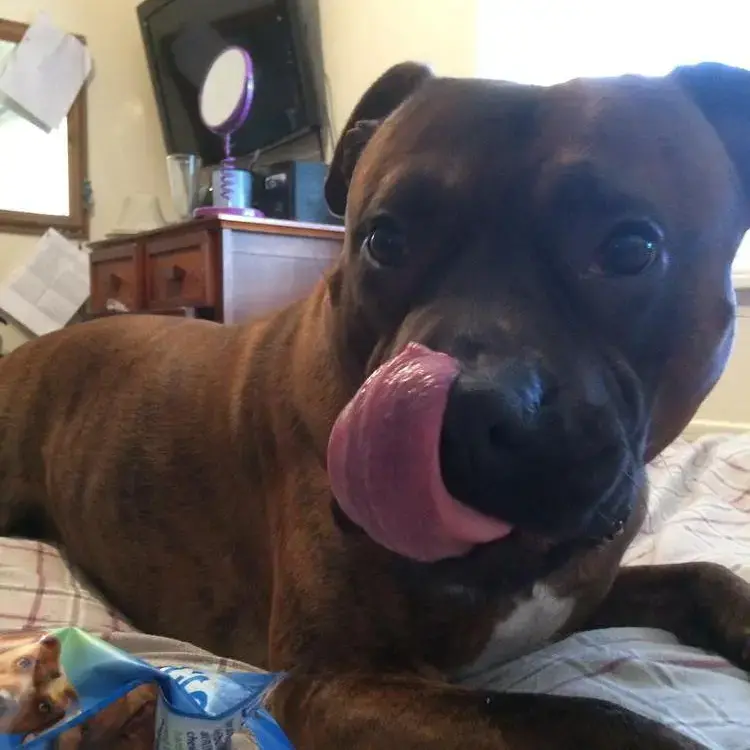 Boxer