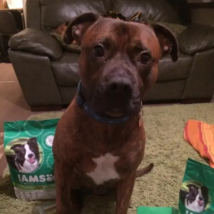 Boxer
