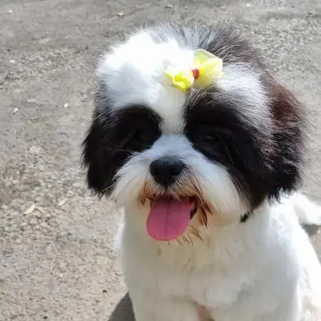 Lhasa Apso