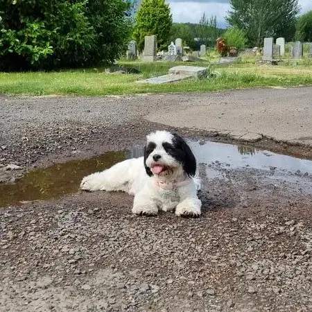 Lhasa Apso