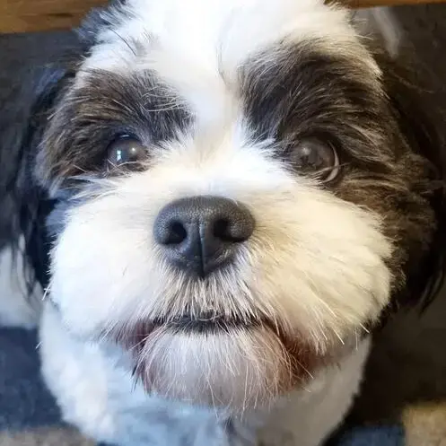 Lhasa Apso