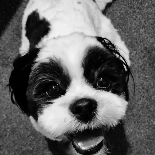 Lhasa Apso