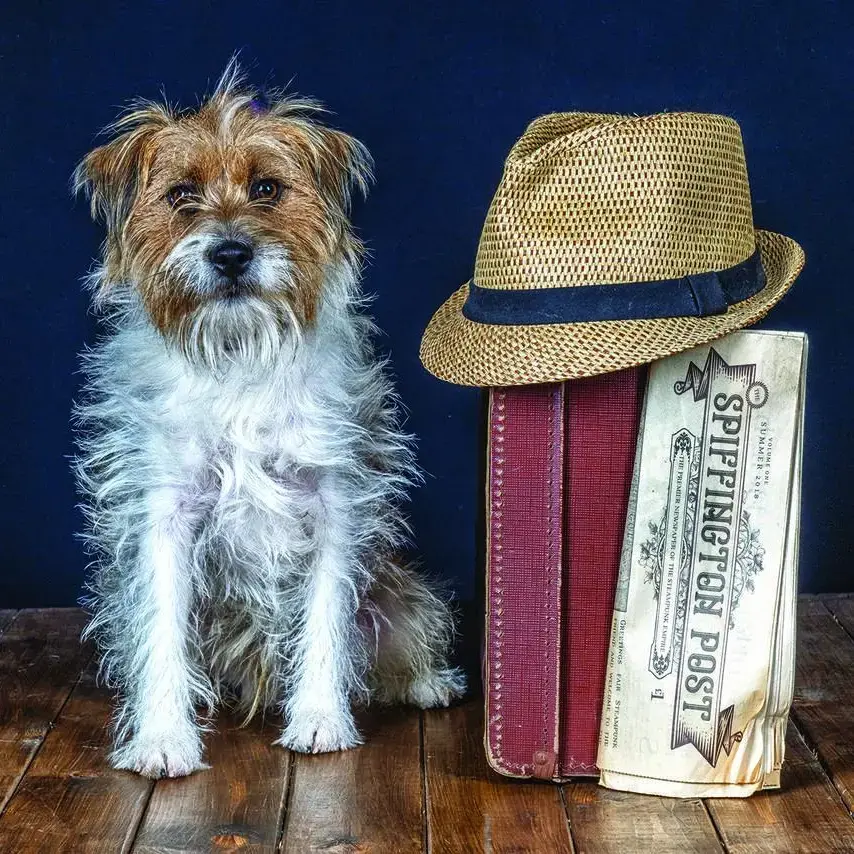 Jack Russell Terrier