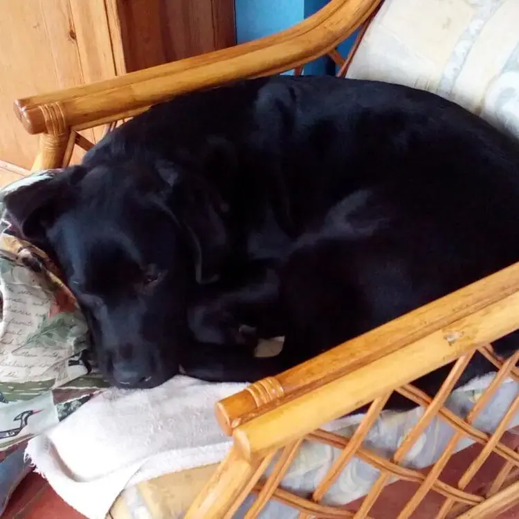 Labrador Retriever