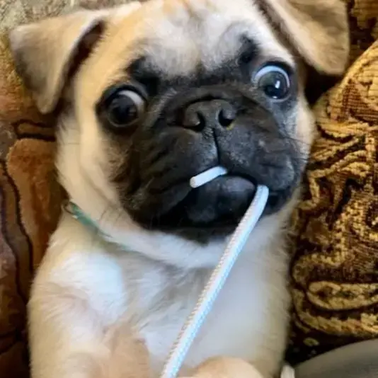 Pug