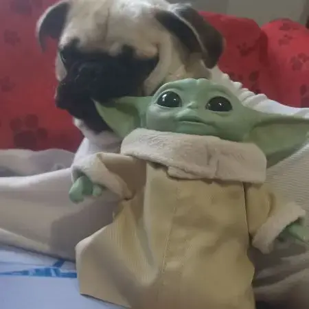 Pug