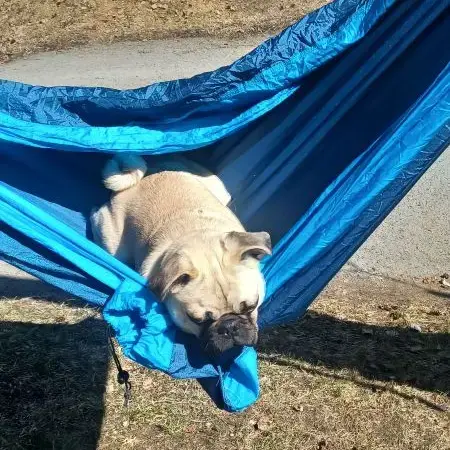 Pug