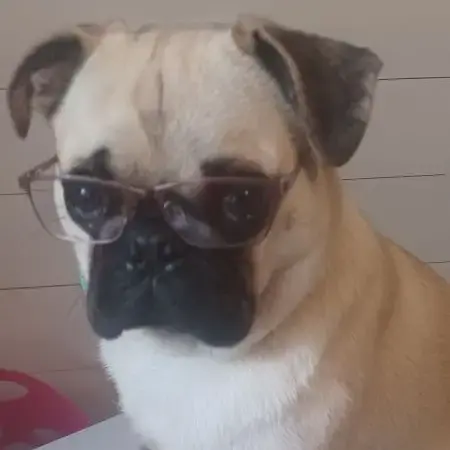 Pug