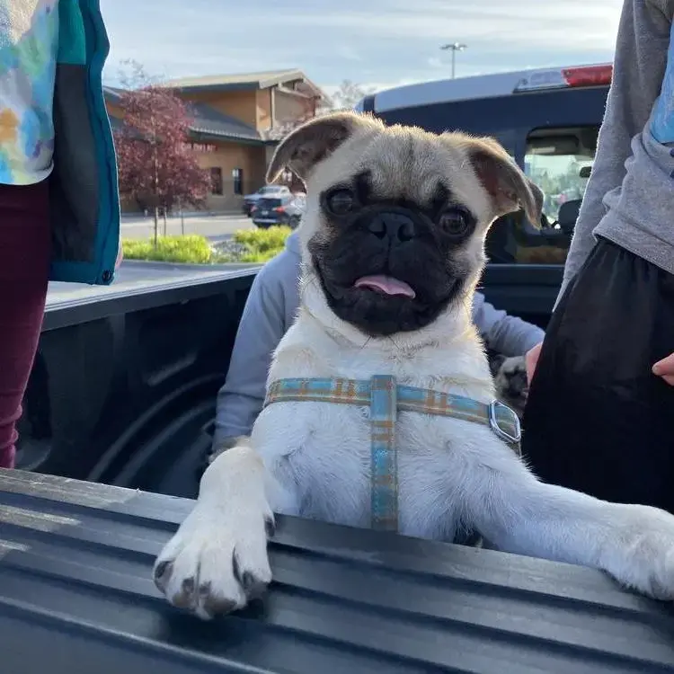 Pug