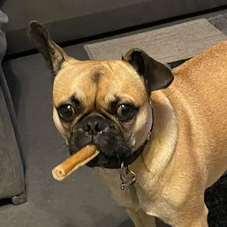 French Bulldog