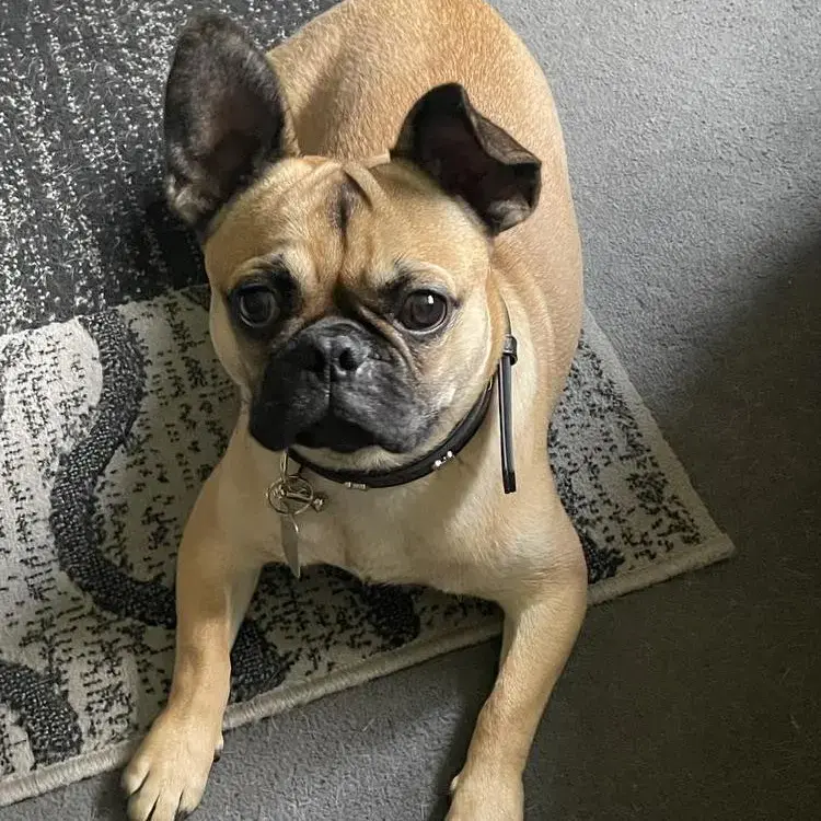 French Bulldog