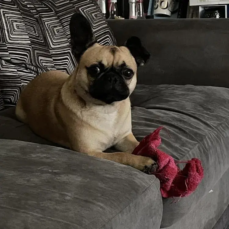 French Bulldog