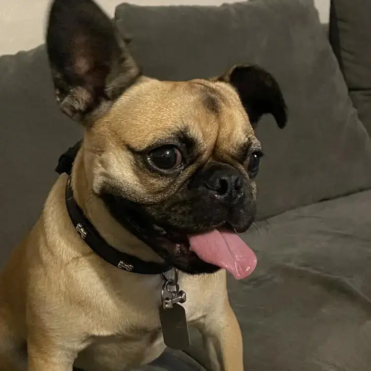 French Bulldog