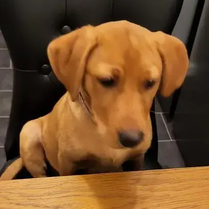 Labrador Retriever