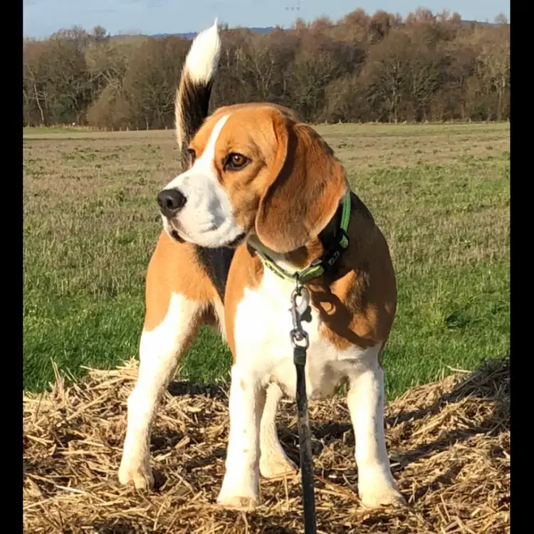 Beagle