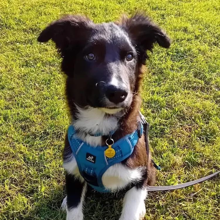 Border Collie