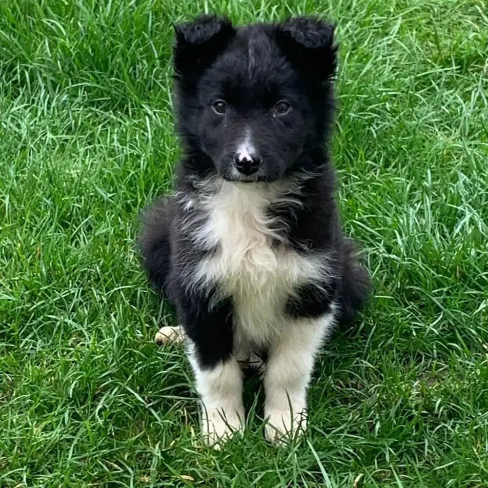 Border Collie