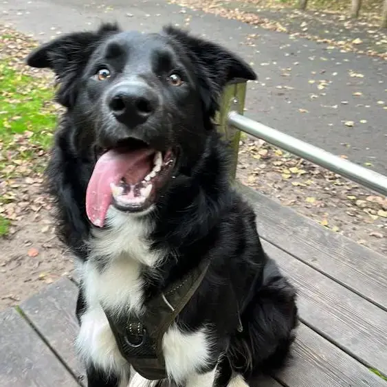 Border Collie
