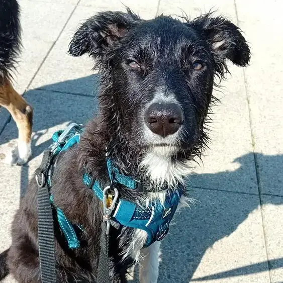 Border Collie