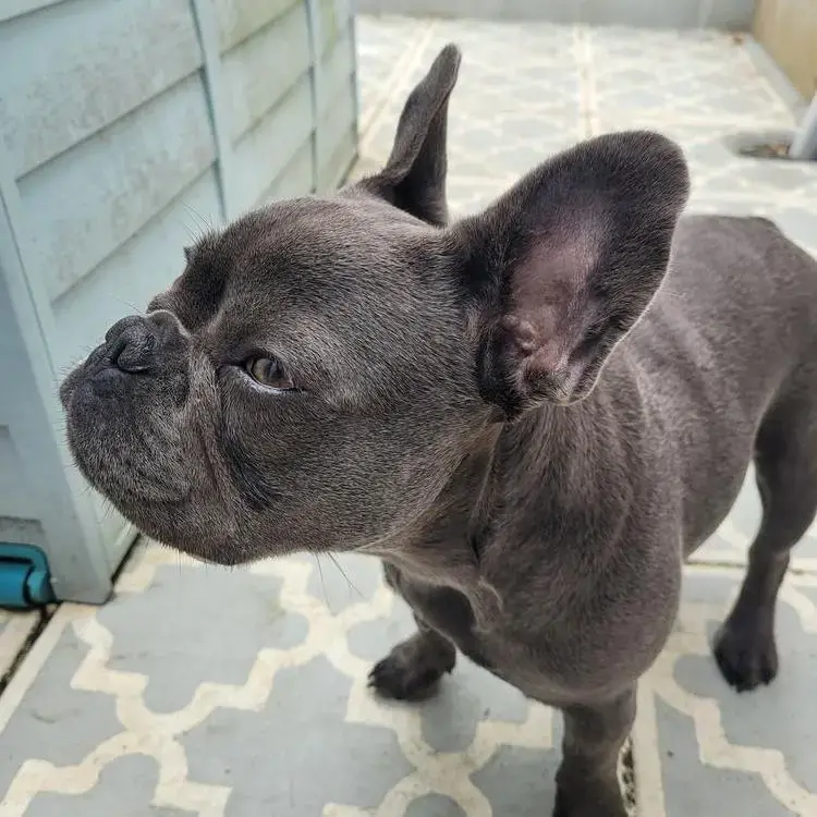French Bulldog