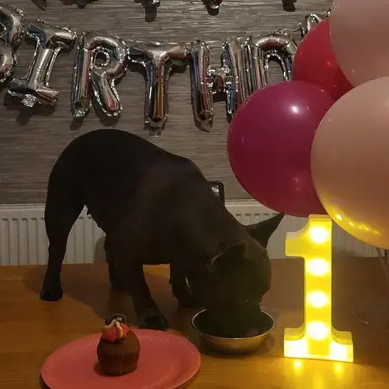 French Bulldog