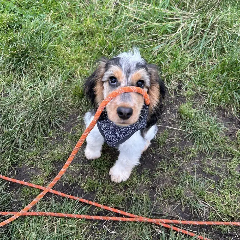 Cocker Spaniel (English)