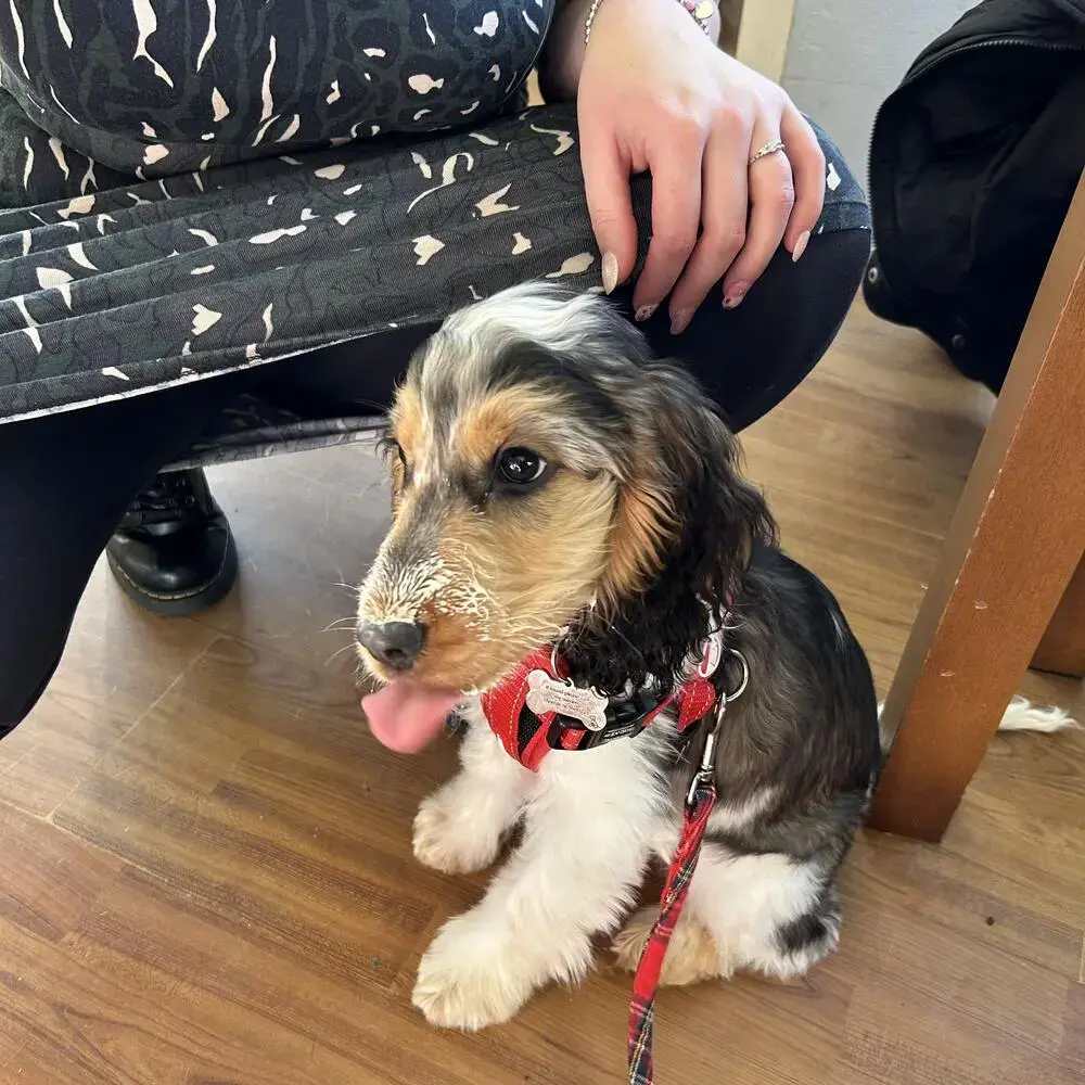 Cocker Spaniel (English)